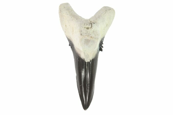 Bone Valley Shark Tooth (Hemipristis) - Lower Tooth #145141